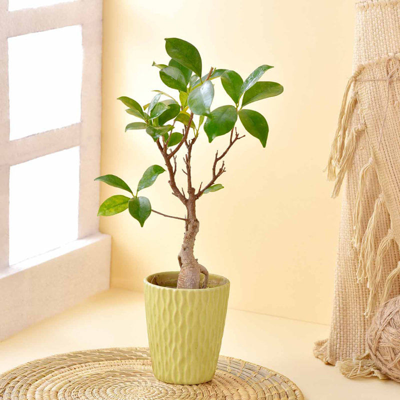 Ficus Bonsai In Lime Colour Planter