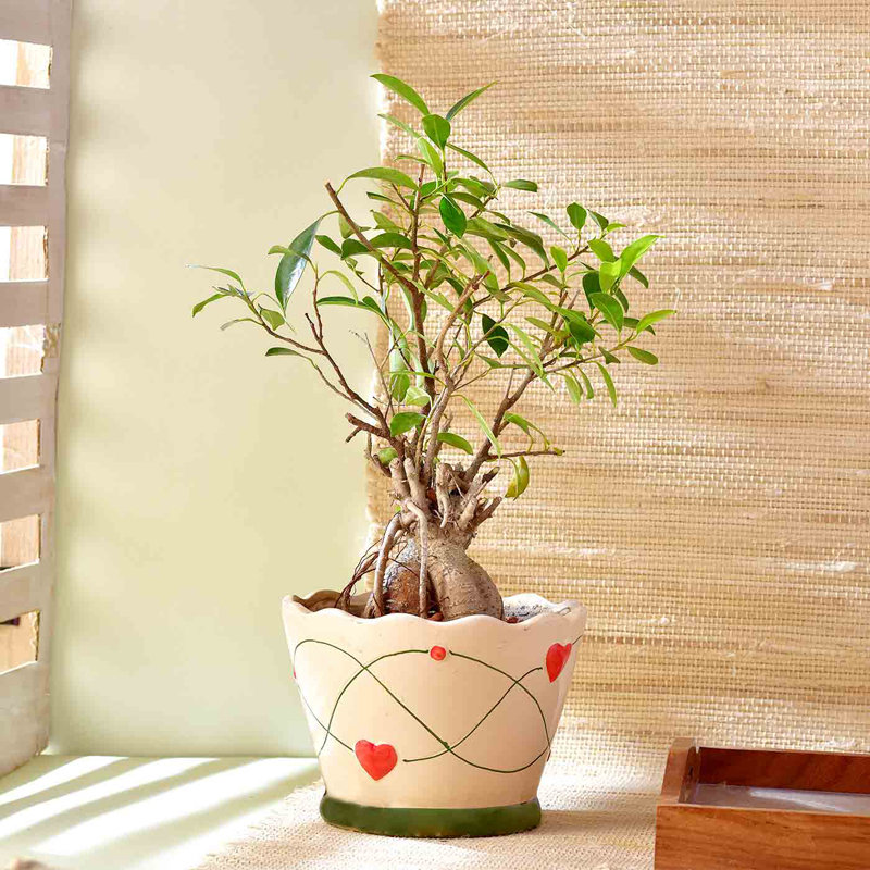 Ficus Bonsai In Little Hearts Ceramic Pot Online