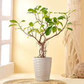 Ficus Bonsai In Off White Ceramic Pot
