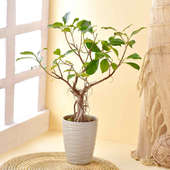 Ficus Bonsai In Off White Ceramic Pot