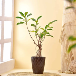 Ficus Bonsai In Patterned Planter