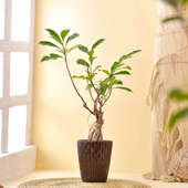 Ficus Bonsai In Patterned Planter