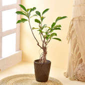 Ficus Bonsai In Patterned Planter