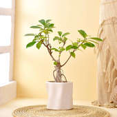 Ficus Bonsai In Serene Pot