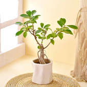 Ficus Bonsai In Serene Pot