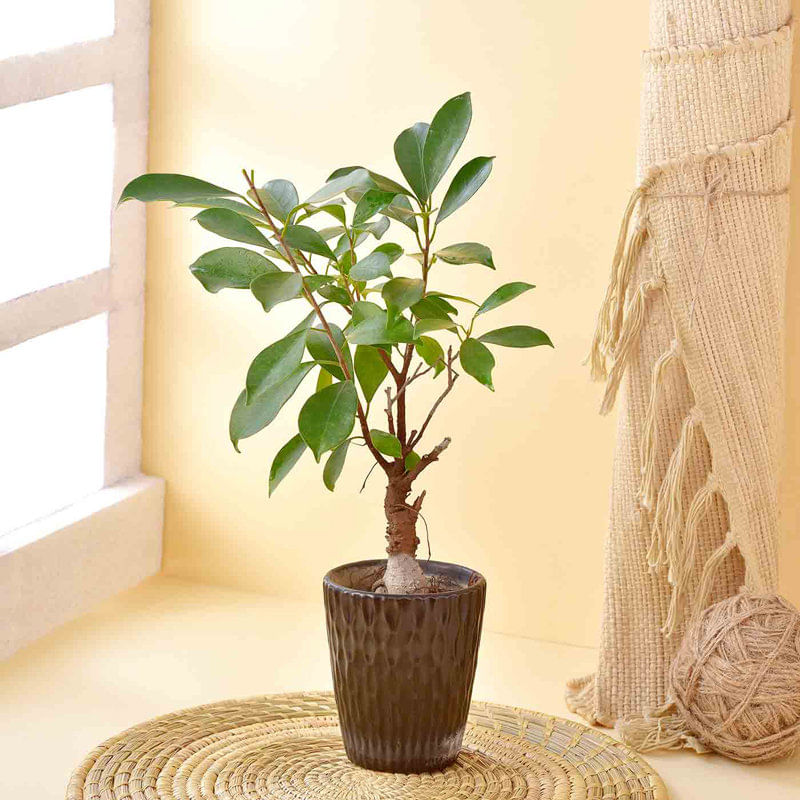 Ficus Bonsai In Stylish Pot