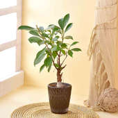 Ficus Bonsai In Stylish Pot