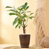 Ficus Bonsai In Stylish Pot
