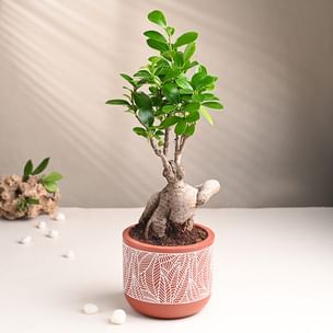 Ficus Bonsai In Terracotta Pot