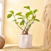 Ficus Bonsai In White Abstract Ceramic Pot