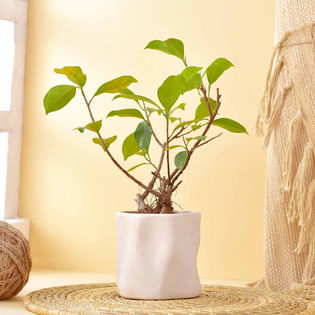 Ficus Bonsai In White Abstract Ceramic Pot