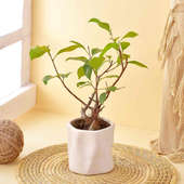 Ficus Bonsai In White Abstract Ceramic Pot