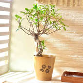 Ficus Bonsai In Yellow Ceramic Pot 