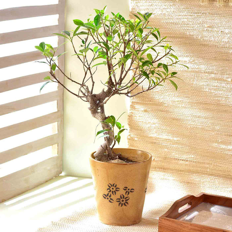 Ficus Bonsai In Yellow Ceramic Pot 