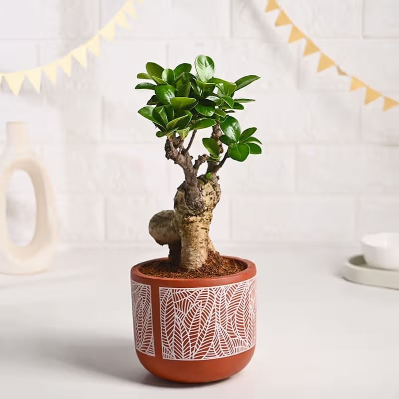 Product Image Video