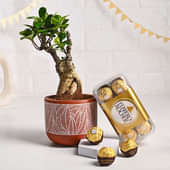 Ficus Bonsai N Chocolate Duo