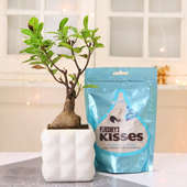 Ficus Bonsai Plant With Hersheys Kisses Chocolate