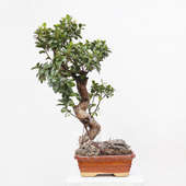 22 Year Old Ficus Microcarpa Bonsai For Prosperity