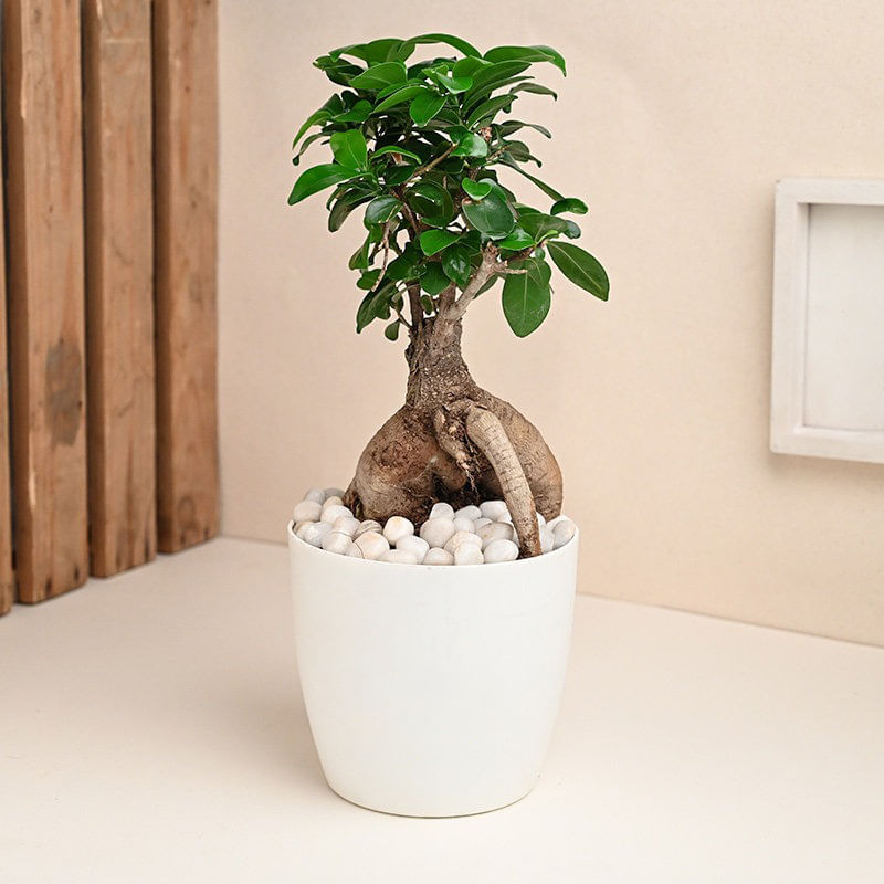 Microcarpa Bonsai Plant