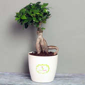 Ficus Bonsai Plant in Rhonda Vase