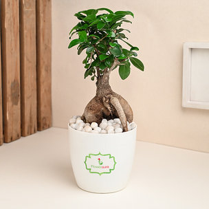 Microcarpa Bonsai Plant Online