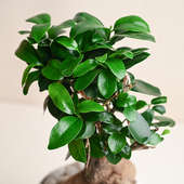 Buy Microcarpa Bonsai Plant Online