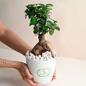 Order Microcarpa Bonsai Plant Online