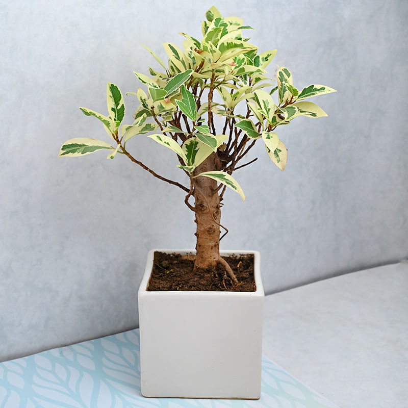 Send Ficus Safari Bonsai Tree Plant Online, Price  | FlowerAura