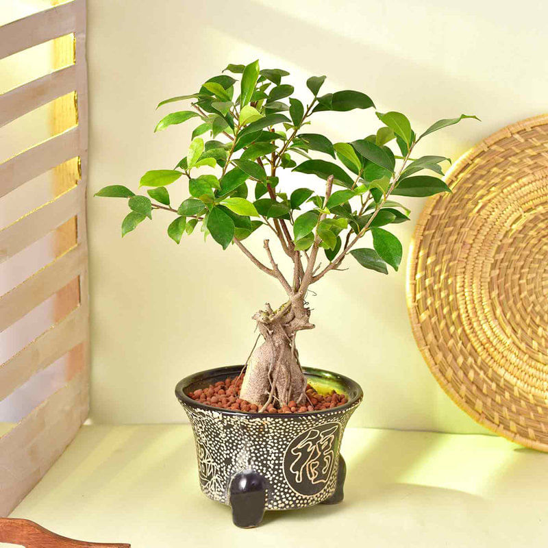 Ficus Bonsai Plant Online