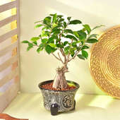 Ficus Bonsai Plant Online