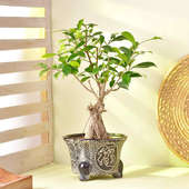 Order Ficus Bonsai Plant Online