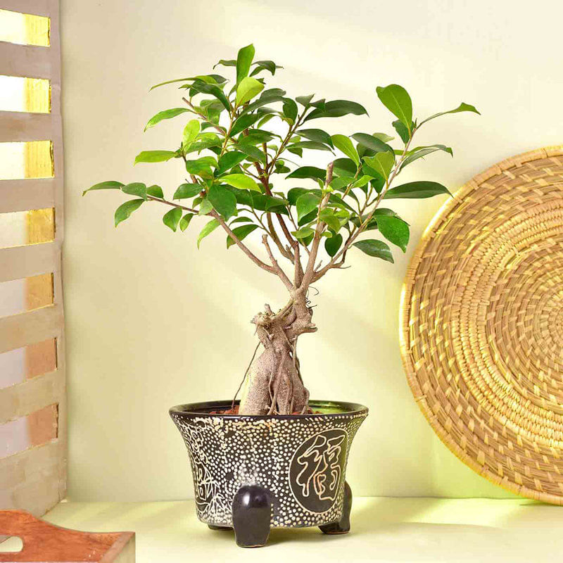 Send Ficus Bonsai Plant Online