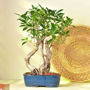 Buy Ficus Bonsai With Ceramic Pot Online
