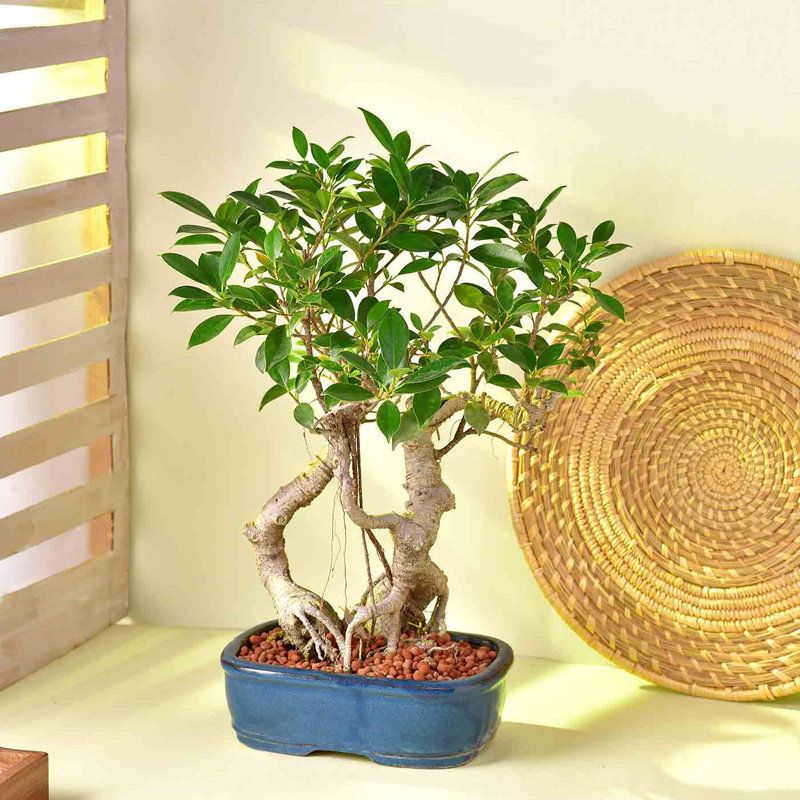 Order Ficus Bonsai With Ceramic Pot