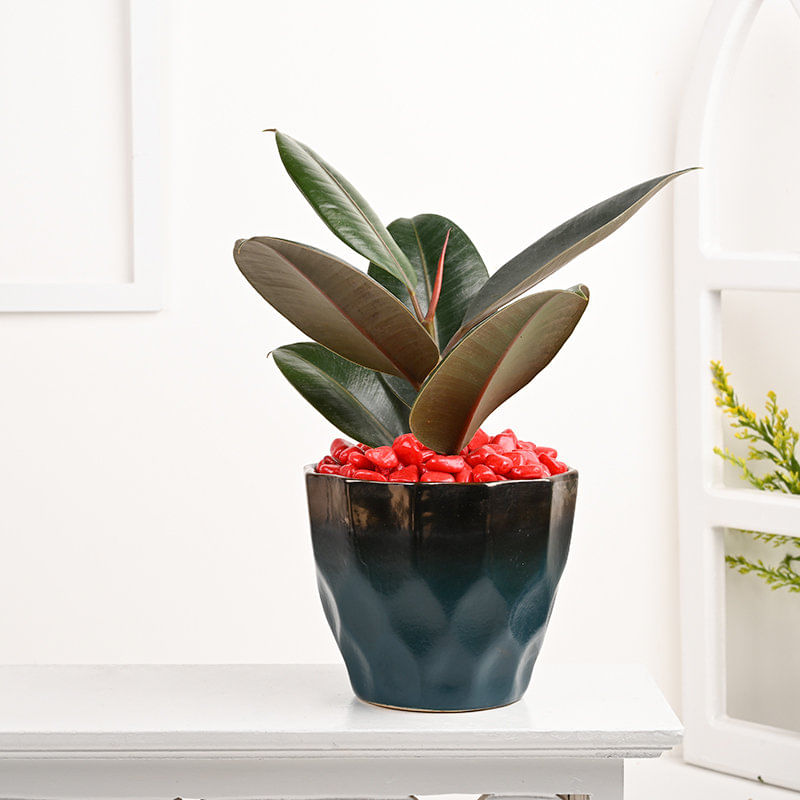 Ficus Compacta Plant In Italian Blue Pot