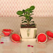 Ficus Potted Plant With a Set of Four Diwali Diyas