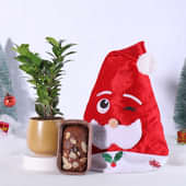 Ficus Compacta With Plum Cake N Santa Claus Cap