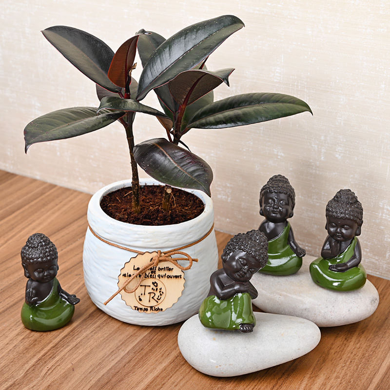 Ficus Elastica Plant Set