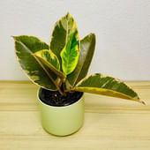 Ficus Elastica Tineke Plant In Pastel Pot