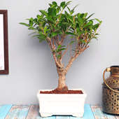 Ficus Shape Bonsai Online