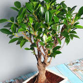 Buy Ficus Shape Bonsai Online
