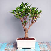 Send Ficus Shape Bonsai Online