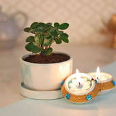 Diwali Gift Combo of Ficus Iceland Plant and Two Diyas