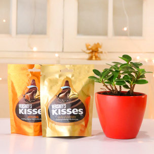 Ficus Iceland Plant With Hersheys Kisses Chocolate