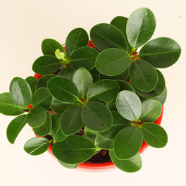 Bhai Dooj Plants Online | Good Luck Plants for Bhai Dooj | FlowerAura