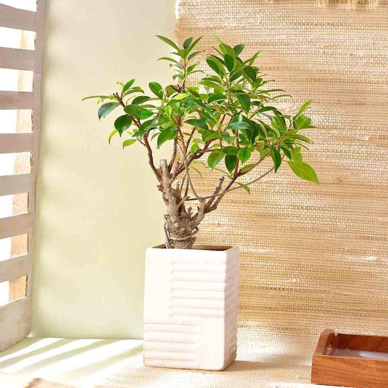 Ficus Jungle In White Planter