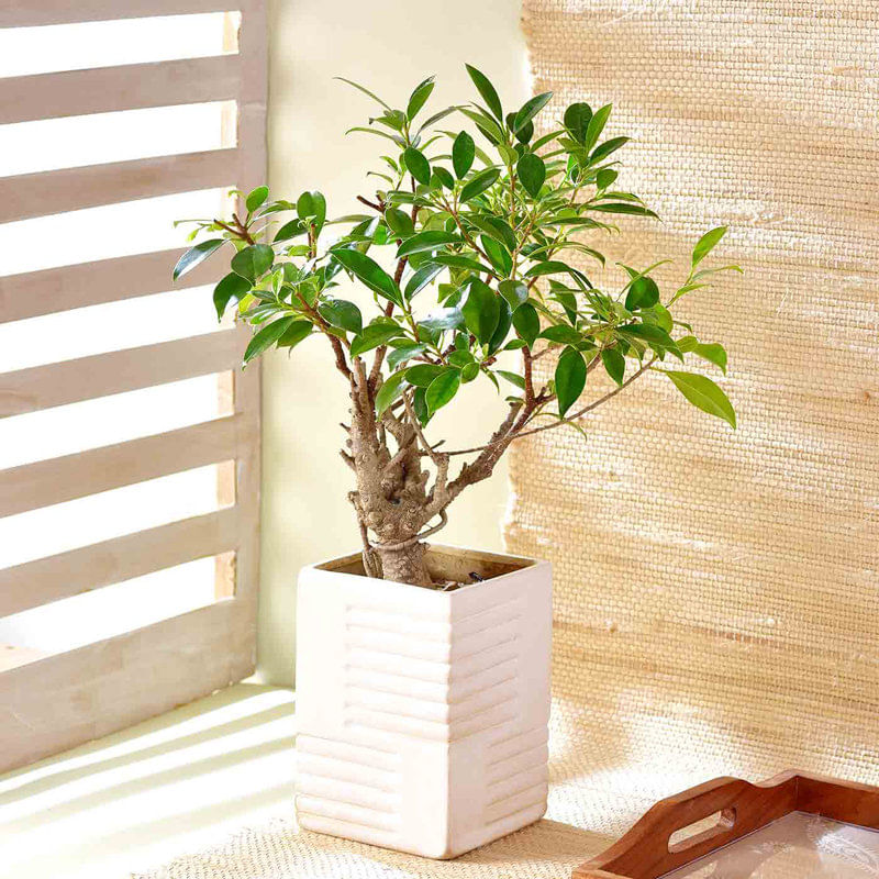 Ficus Jungle In White Planter