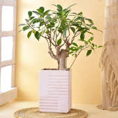 Ficus Jungle Plant With Pot