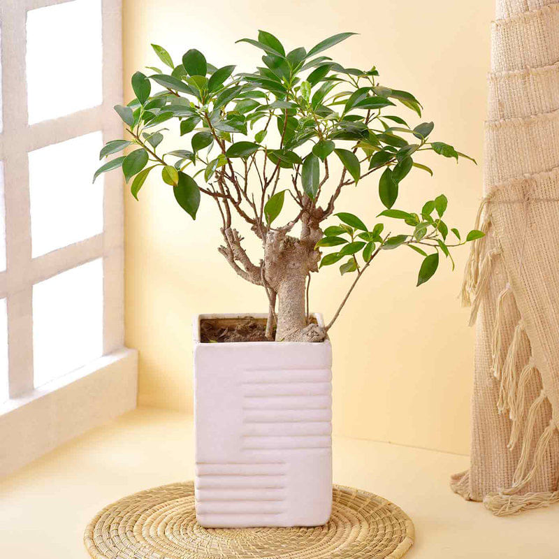 Ficus Jungle Plant With Pot