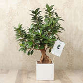 Ficus Longisland Bonsai Plant in a Vase